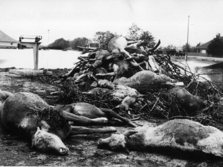 1970. Tiszai árvíz, Csegöld