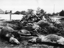 1970. Tiszai árvíz, Csegöld
